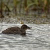 Kachnice australska - Oxyura australis - Blue-billed duck 9823